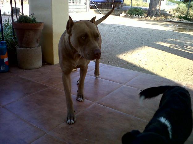 pitbull red nouse robada OFREZCO BUENA RECOMPENSA