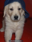 Vendo cachorritos de Golden, económicos - Barcelona - mejor precio | unprecio.es