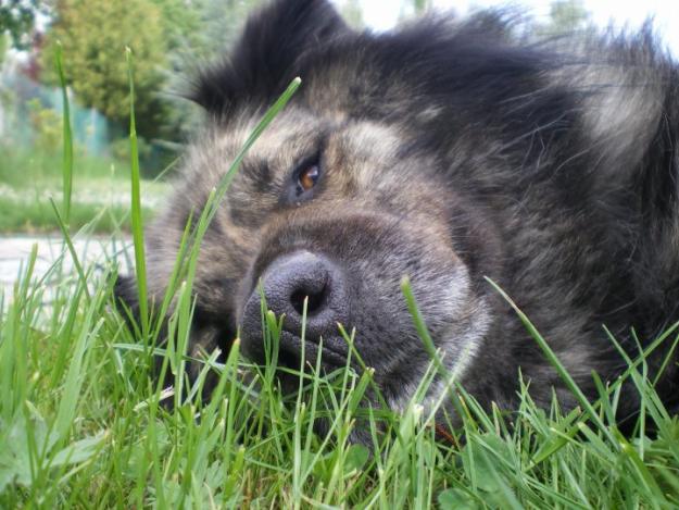 Ofracemos perro guardián en adopción