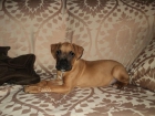Boxer cachorro... leonado - mejor precio | unprecio.es