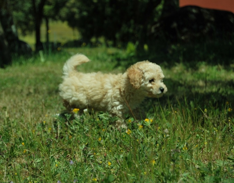 Cachorros de autenticos caniche toy, apricot y blancos, foto actual// Muy pequeños