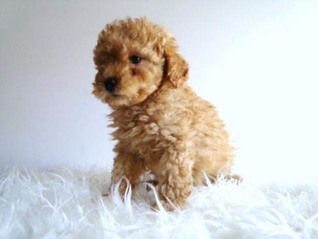 CANICHE TOY  CALIDAD