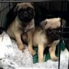 carlinos cachorros en oferta 105 e - - mejor precio | unprecio.es