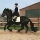Friesian Castrado para ti en la Navidad de   550 - mejor precio | unprecio.es