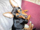 Kira busca novio - mejor precio | unprecio.es