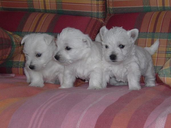 Mejorador de venta hermoso bebé west.