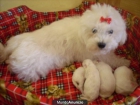 PRECIOSA CAMADA DE CACHORROS BICHON MALTES - mejor precio | unprecio.es
