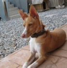Preciosa Podenca busca hogar - mejor precio | unprecio.es