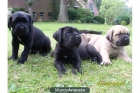 saludables cachorros Cane Corso para la venta - mejor precio | unprecio.es