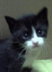 Spiderman, gatito cachorro europeo en adopción - mejor precio | unprecio.es