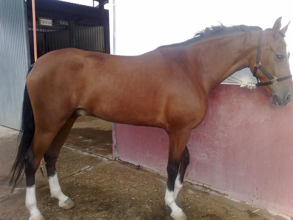 VENDO CABALLO HISPANO-ARABE CUATRALBO