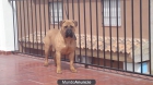 Venta cachorros Bullmastiff - mejor precio | unprecio.es