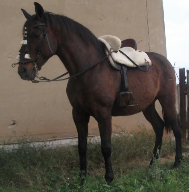 CABALLOS BAYONA -- CABALLO CASTAñO