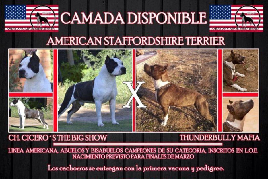 Autentico american stafforshire terrier