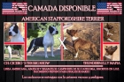 Autentico american stafforshire terrier - mejor precio | unprecio.es