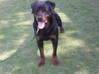 Cachorros Rottweiler Pedigree Internacional" - mejor precio | unprecio.es