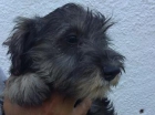 cachorros SCHNAUZER MINIATURA con PEDIGREE - mejor precio | unprecio.es