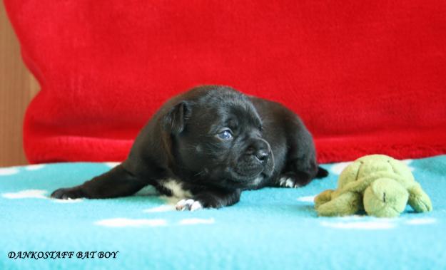 Cachorros staffordshire bull terrier