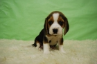 Disponemos de camada de Beagles con 2 meses listos para entregar - mejor precio | unprecio.es
