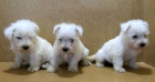 Fabulosos cachorros Westies, 280€ - mejor precio | unprecio.es