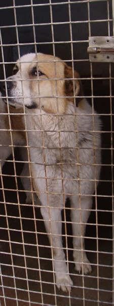 MASTIN EN ADOPCION