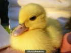 patos de pekin - mejor precio | unprecio.es