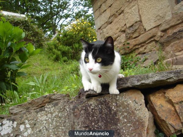 Regalo gatita