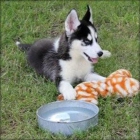 se vende cachorro husky siberiano hembra! - mejor precio | unprecio.es