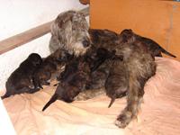 Venta Camada Irish Wolfhound (Lobero Irlandes)