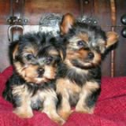 yorshires Cachorros de lamicbadalona ( barcelona ) - mejor precio | unprecio.es