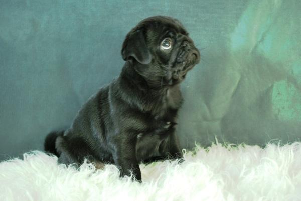 Carlino Negro ¡¡ cachorros en Madrid' ¡¡ conocelos¡¡ puedes visitarnos