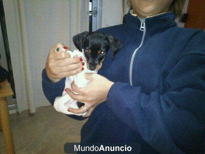 cachorros raza pequeña en adopcion