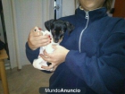 cachorros raza pequeña en adopcion - mejor precio | unprecio.es