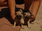 Cachorros de Bulldog frances - mejor precio | unprecio.es