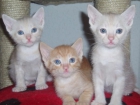 En adopcion camada cruce de azul ruso - mejor precio | unprecio.es