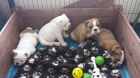impressionate bulldog ingles. - mejor precio | unprecio.es