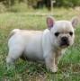 Macho de bulldog frances,3 meses,inscrito