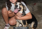 Marawi perrita tricolor de un añito - mejor precio | unprecio.es