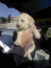 preciosos cachorros de LABRADOR CON PEDIGREE 360EUROS - mejor precio | unprecio.es