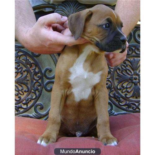 Regalo excelente boxer cachorro para adopcion