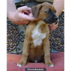 Regalo excelente boxer cachorro para adopcion - mejor precio | unprecio.es