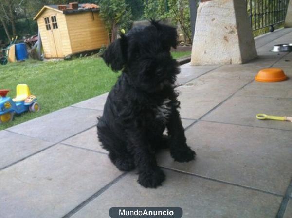 schnauzer miniatura negro