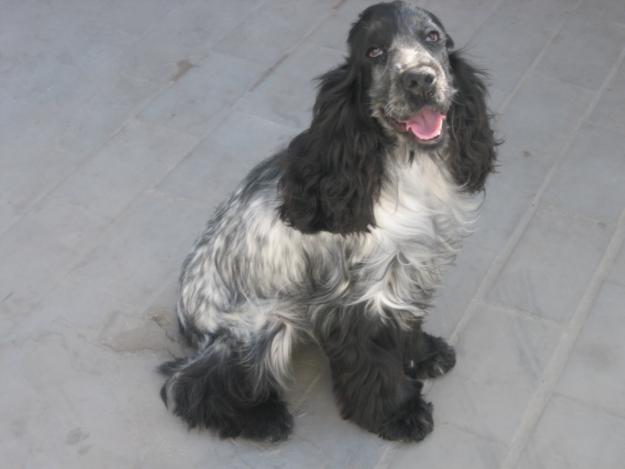 Se Regala Perrita Cocker De 11 Meses De Edad