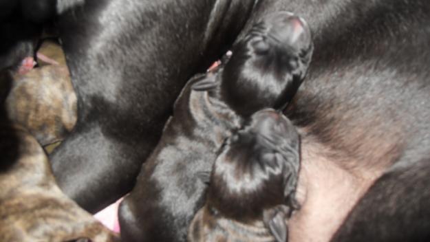 se vende cachorros pitbull