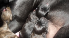 se vende cachorros pitbull - mejor precio | unprecio.es