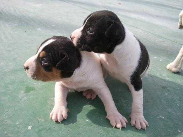 Se venden cachorros de Ratonero Bodeguero Andaluz