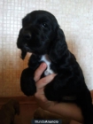 SE VENDEN COCKER SPANIEL - mejor precio | unprecio.es