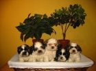 SHIH TZU DE DOS MESES 290 EUROS - mejor precio | unprecio.es