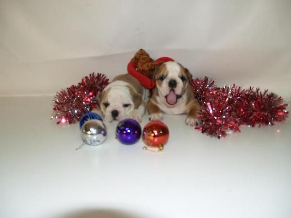 TU BULLDOG INGLES A UN PRECIO ESTUPENDO