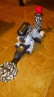 Vendo Aibo ERS 7 Mind 3 - mejor precio | unprecio.es